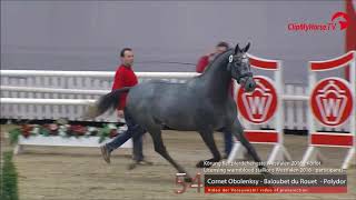 COLUMBUS Z Zangersheide stallion by Cornet Obolensky wwwequineevolutioncom [upl. by Obau]