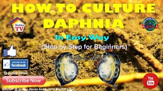 HOW TO CULTURE DAPHNIA In Easy Way [upl. by Burney]