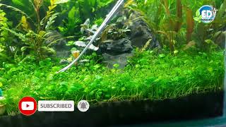 How to trim Marsilea hirsuta carpet [upl. by Noiram357]