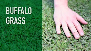 Buffalo Grass  Turf Variety Series Stenotaphrum secundatum [upl. by Clancy105]