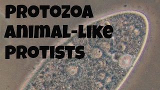 Protozoananimallike protists [upl. by Arbuckle]