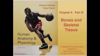 Anatomy and Physiology Chapter 6 Part B Bones and Skeletal Tissue Lecture [upl. by Ardnekan]