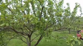 Pruning plum trees [upl. by Malvie]