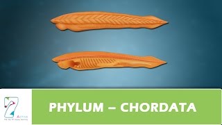 PHYLUM – CHORDATA [upl. by Gretel431]