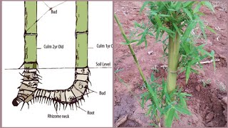 How to grow bamboo with Rhizome Transplant [upl. by Tailor18]