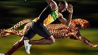 Usain Bolt Vs Cheetah [upl. by Ayila158]