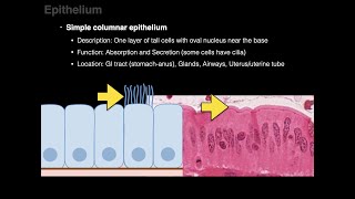 Epithelium [upl. by Tedmund]