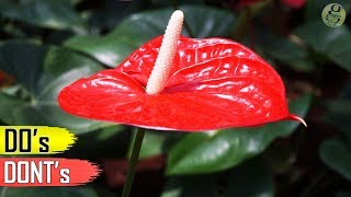 ANTHURIUM PLANT CARE TIPS – INDOOR FLOWERING PLANT [upl. by Indyc]