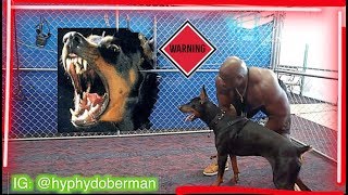 Doberman Pinscher Protection Training  Bruce The Doberman [upl. by Gaddi]