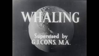 1940s whaling in the Antarctic [upl. by Roana]