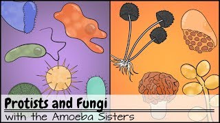 Protists and Fungi [upl. by Natanhoj]