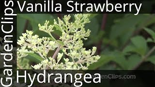 Vanilla Strawberry Hydrangea  Hydrangea Paniculata  Renhy [upl. by Nedla239]