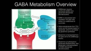 LTheanine and GABA Supplementation [upl. by Nois]