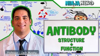 Immunology  Antibody Structure amp Function [upl. by Lenoel992]