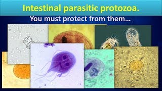 Intestinal parasitic protozoaClear overview [upl. by Saucy]