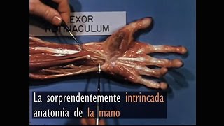 La sorprendentemente intrincada anatomía de la mano [upl. by Ydnor]