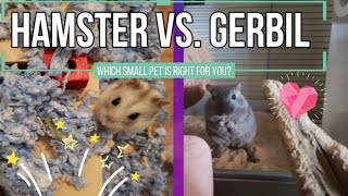 Hamster Vs Gerbil  Which Pet Should You Get [upl. by Rettuc]