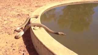 Inland Taipan Oxyuranus microlepidotus having a drink [upl. by Ahsinar56]